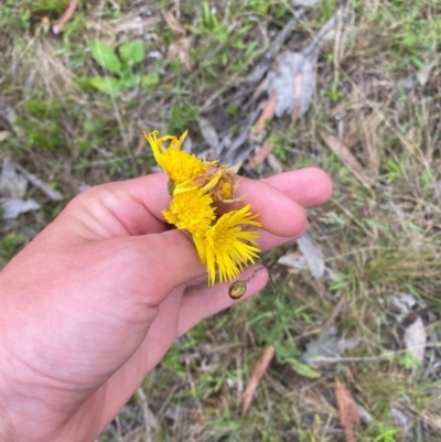 Podolepis hieracioides (Long Podolepis) at Namadgi National Park - 13 Jan 2024 by Tapirlord