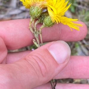 Podolepis hieracioides at Namadgi National Park - 14 Jan 2024