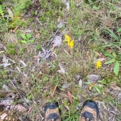 Podolepis hieracioides at Namadgi National Park - 14 Jan 2024