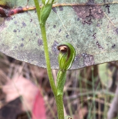 Speculantha multiflora (Tall Tiny Greenhood) at Booth, ACT - 13 Jan 2024 by Tapirlord