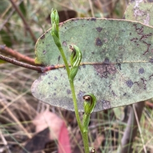 Speculantha multiflora at Namadgi National Park - 14 Jan 2024