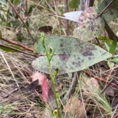 Speculantha multiflora at Namadgi National Park - 14 Jan 2024
