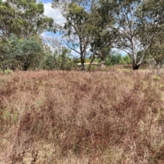 Hypericum perforatum (St John's Wort) at Mount Majura - 19 Feb 2024 by waltraud