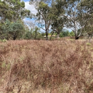 Hypericum perforatum at Mount Majura - 19 Feb 2024