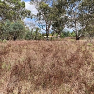 Hypericum perforatum (St John's Wort) at Mount Majura - 19 Feb 2024 by waltraud