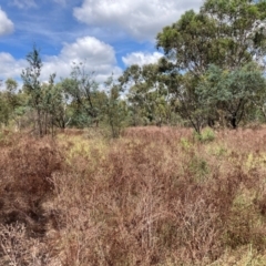 Hypericum perforatum at Mount Majura - 19 Feb 2024