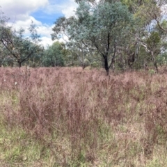 Hypericum perforatum at Mount Majura - 19 Feb 2024