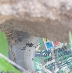 Latrodectus hasselti (Redback Spider) at Hughes Garran Woodland - 21 Feb 2024 by GarranCubs