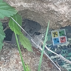 Latrodectus hasselti at Hughes Garran Woodland - 21 Feb 2024