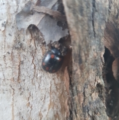 Paropsisterna octosignata (Eucalyptus leaf beetle) at Hughes, ACT - 21 Feb 2024 by GarranCubs