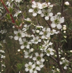 Leptospermum continentale (Prickly Teatree) at Weetangera, ACT - 3 Dec 2023 by pinnaCLE