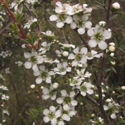 Leptospermum continentale (Prickly Teatree) at Weetangera, ACT - 3 Dec 2023 by pinnaCLE