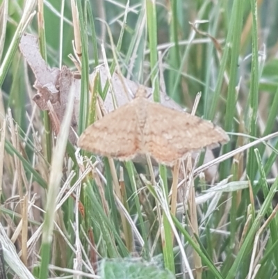 Scopula rubraria (Reddish Wave, Plantain Moth) at Hughes Garran Woodland - 21 Feb 2024 by GarranCubs