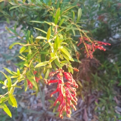 Grevillea (genus) (Grevillea) at Red Hill to Yarralumla Creek - 21 Feb 2024 by GarranCubs