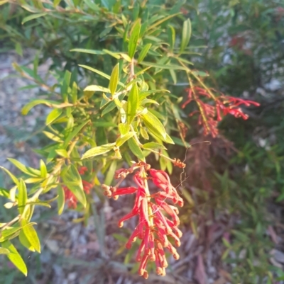 Grevillea sp. (Grevillea) at Hughes Garran Woodland - 21 Feb 2024 by GarranCubs