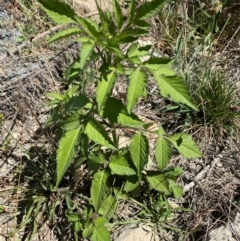 Bidens pilosa at Molonglo River Reserve - 22 Feb 2024 02:58 PM