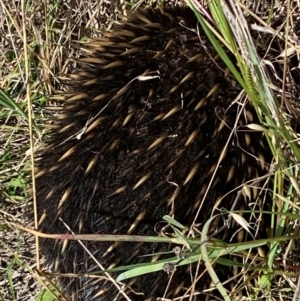 Tachyglossus aculeatus at Bluetts Block (402, 403, 12, 11) - 22 Feb 2024 01:41 PM