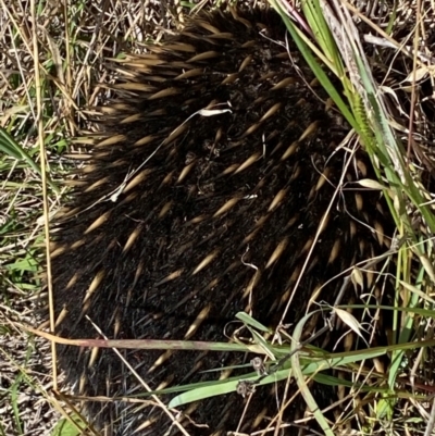 Tachyglossus aculeatus (Short-beaked Echidna) at Block 402 - 22 Feb 2024 by SteveBorkowskis