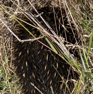 Tachyglossus aculeatus at Bluetts Block (402, 403, 12, 11) - 22 Feb 2024 01:41 PM