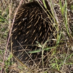 Tachyglossus aculeatus at Bluetts Block (402, 403, 12, 11) - 22 Feb 2024 01:41 PM