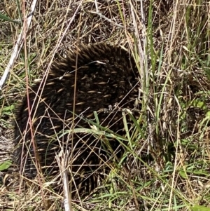 Tachyglossus aculeatus at Bluetts Block (402, 403, 12, 11) - 22 Feb 2024 01:41 PM