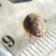 Trachymela sp. (genus) (Brown button beetle) at Emu Creek Belconnen (ECB) - 22 Feb 2024 by JohnGiacon