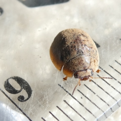 Trachymela sp. (genus) (Brown button beetle) at Emu Creek Belconnen (ECB) - 22 Feb 2024 by JohnGiacon