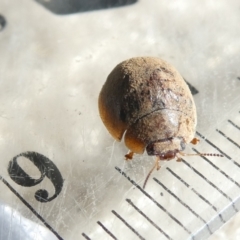Trachymela sp. (genus) (Brown button beetle) at Flea Bog Flat to Emu Creek Corridor - 21 Feb 2024 by JohnGiacon