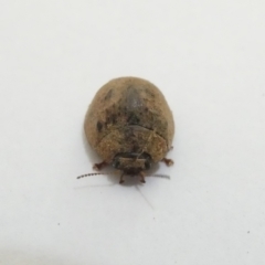 Trachymela sp. (genus) at Undefined Area - 22 Feb 2024 09:45 AM
