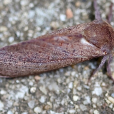 Elhamma australasiae (A Swift or Ghost moth (Hepialidae)) at Hughes, ACT - 22 Feb 2024 by LisaH