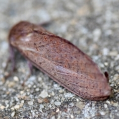 Elhamma australasiae at Hughes, ACT - suppressed