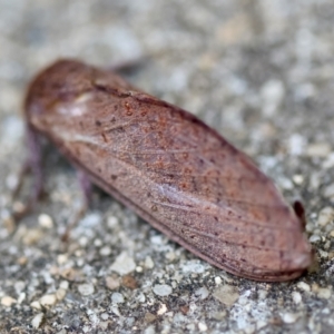 Elhamma australasiae at Hughes, ACT - suppressed