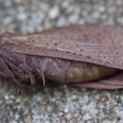 Elhamma australasiae at Hughes, ACT - suppressed