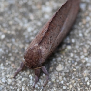 Elhamma australasiae at Hughes, ACT - suppressed