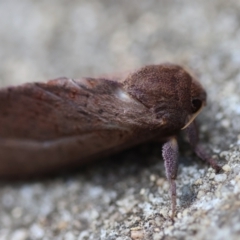 Elhamma australasiae at Hughes, ACT - suppressed