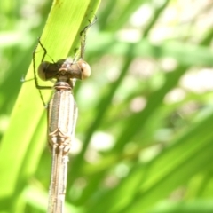 Unverified Mayfly (Ephemeroptera) at Emu Creek Belconnen (ECB) - 22 Feb 2024 by JohnGiacon