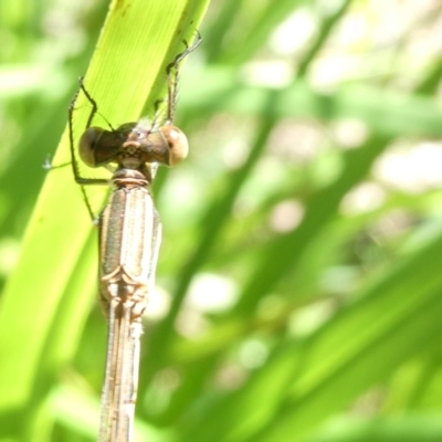 Unverified Mayfly (Ephemeroptera) at Emu Creek Belconnen (ECB) - 22 Feb 2024 by JohnGiacon