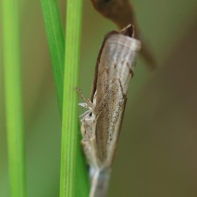 Culladia cuneiferellus (Crambinae moth) at Hughes Grassy Woodland - 19 Feb 2024 by LisaH
