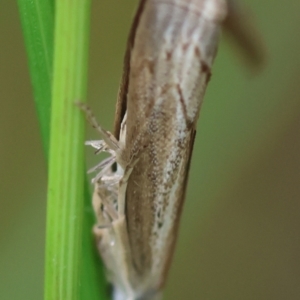 Culladia cuneiferellus at Hughes Grassy Woodland - 20 Feb 2024 09:05 AM