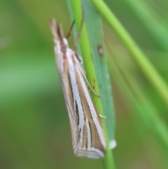 Hednota relatalis (A Crambid moth (Crambinae) at Red Hill to Yarralumla Creek - 20 Feb 2024 by LisaH