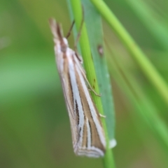 Hednota relatalis (A Crambid moth) at Red Hill to Yarralumla Creek - 20 Feb 2024 by LisaH