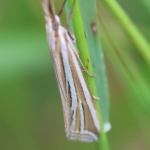 Hednota relatalis at Red Hill to Yarralumla Creek - 20 Feb 2024