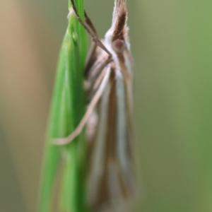 Hednota relatalis at Red Hill to Yarralumla Creek - 20 Feb 2024