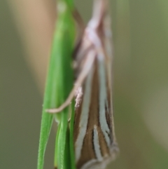 Hednota relatalis at Red Hill to Yarralumla Creek - 20 Feb 2024