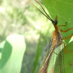 Nymphes myrmeleonoides (Blue eyes lacewing) at Emu Creek Belconnen (ECB) - 22 Feb 2024 by JohnGiacon