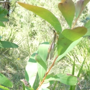 Nymphes myrmeleonoides at Emu Creek Belconnen (ECB) - 22 Feb 2024