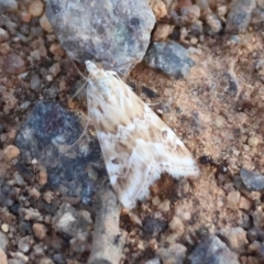 Hellula hydralis (Cabbage Centre Moth) at Red Hill to Yarralumla Creek - 21 Feb 2024 by LisaH