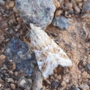 Hellula hydralis at Red Hill to Yarralumla Creek - 21 Feb 2024 07:51 PM