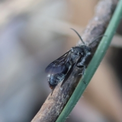 Mutillidae (family) (Unidentified Mutillid wasp or velvet ant) at Hughes Grassy Woodland - 22 Feb 2024 by LisaH