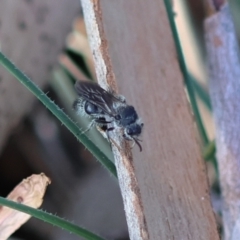 Mutillidae (family) at Hughes Grassy Woodland - 22 Feb 2024 05:35 PM